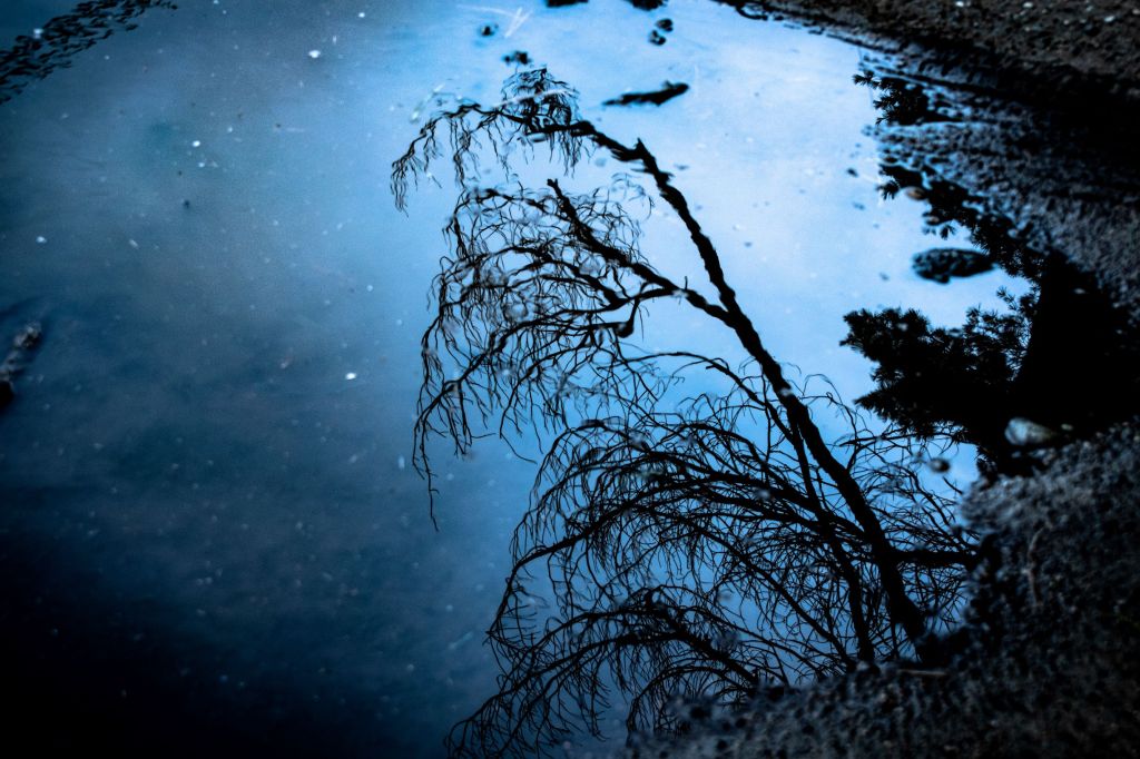 Tree branch reflection on water. Taken during Intermediate Photography.
